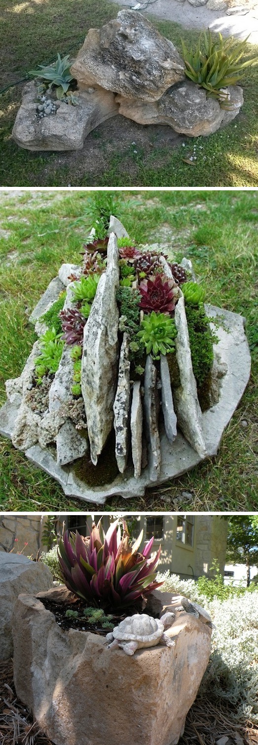 planters rock succulent