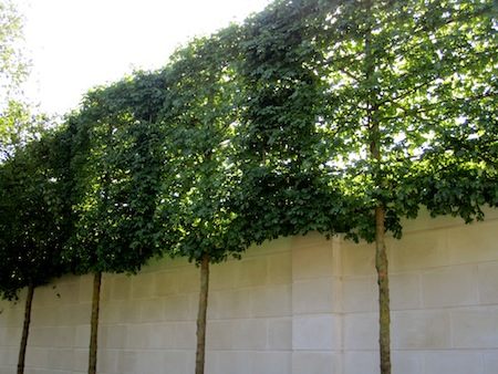 13 Attractive Ways To Add Privacy Your Yard Deck With Pictures 13 Attractive Ways To Add Privacy Your Yard Deck With Lots Of Pictures